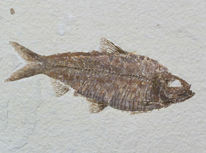 Knightia Fossil Fish - Wyoming #57070